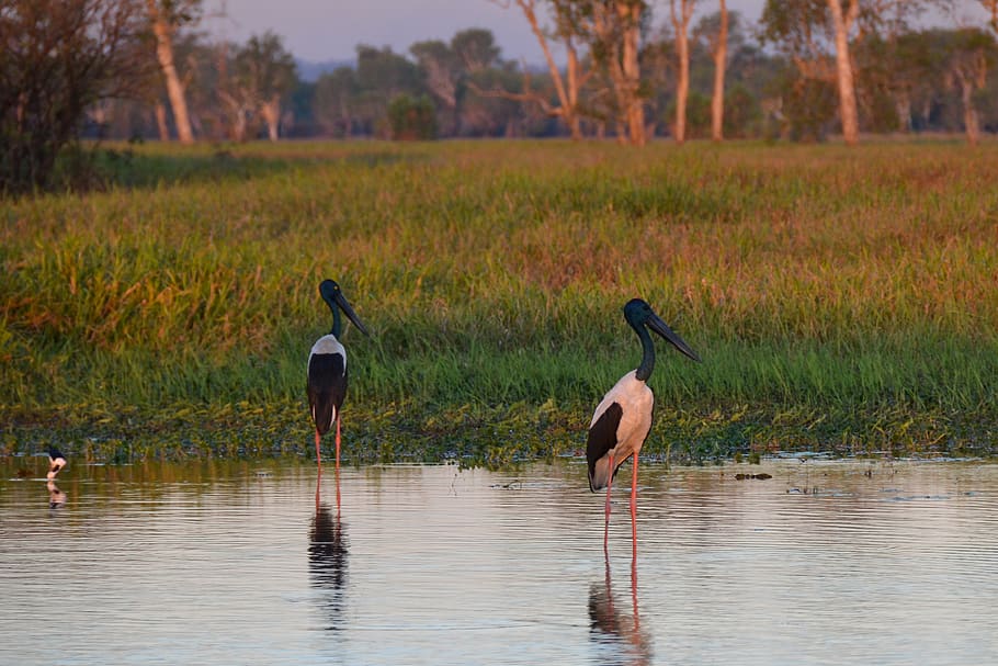 jabiru, black-necked stork, stork, bird, avian, australian, ephippiorhynchus asiaticus, long legs, wading bird, wader