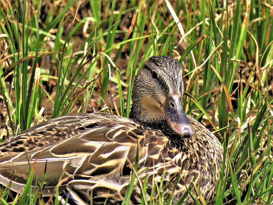 Mountain duck. Серая утка. Серая утка самка. Новозеландская серая кряква. Серая утка фото самка.