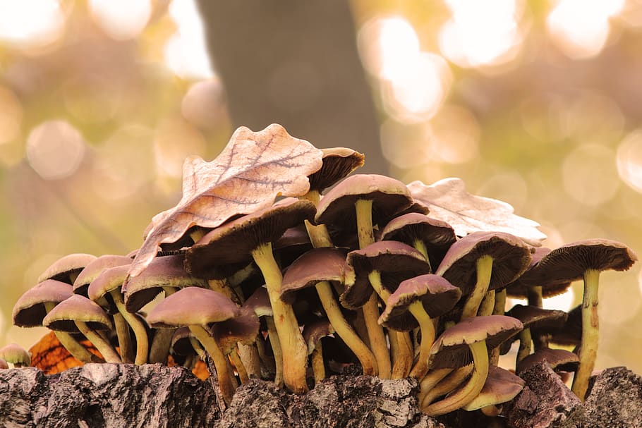 mushrooms, grebes, autumn, toxic, stump, leaflet, cap, nature, forest, season