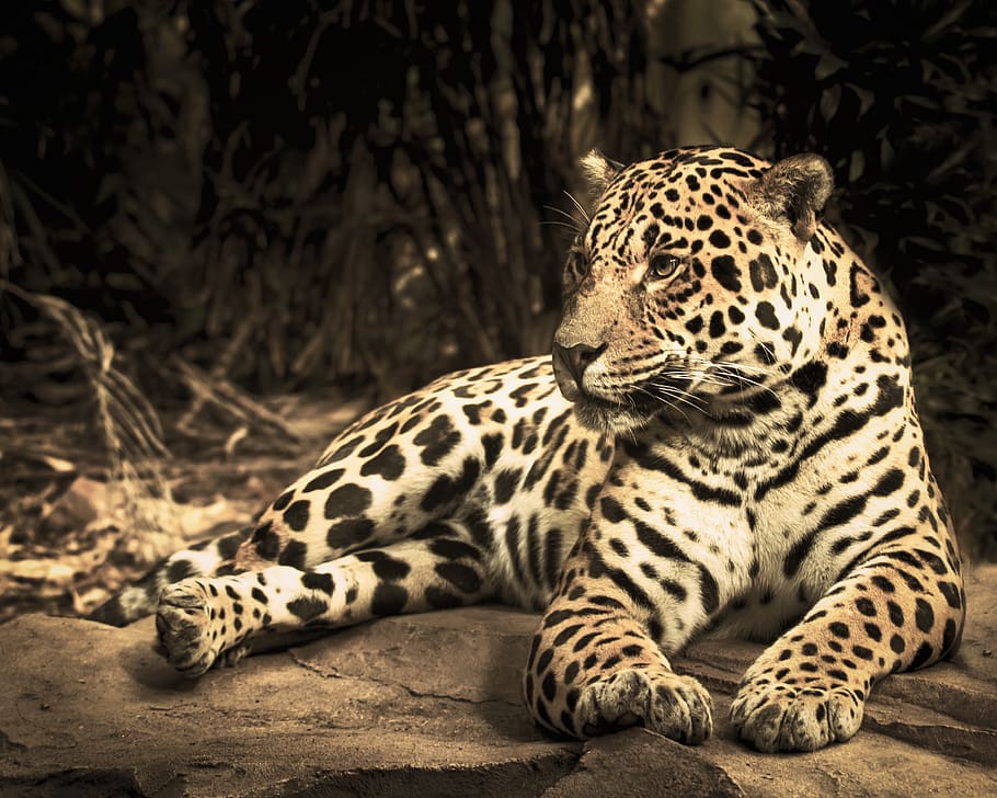 jaguar, kebun binatang, kucing liar, hewan, kucing, kucing besar, hewan di alam liar, satwa liar, mamalia, tema hewan