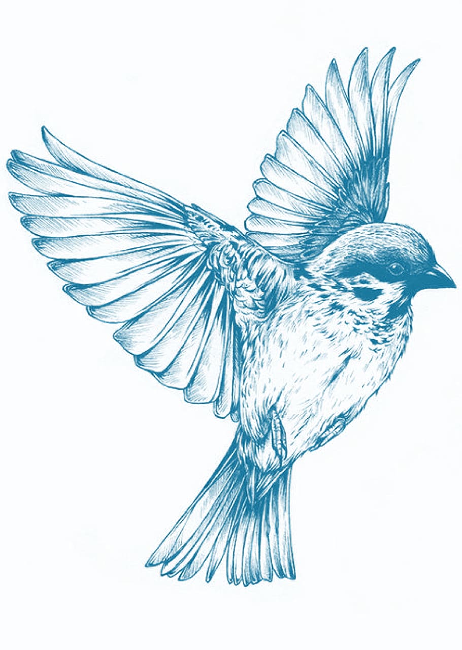 bird, animal, blue, graphics, vertebrate, animal themes, studio shot, animal body part, white background, flying