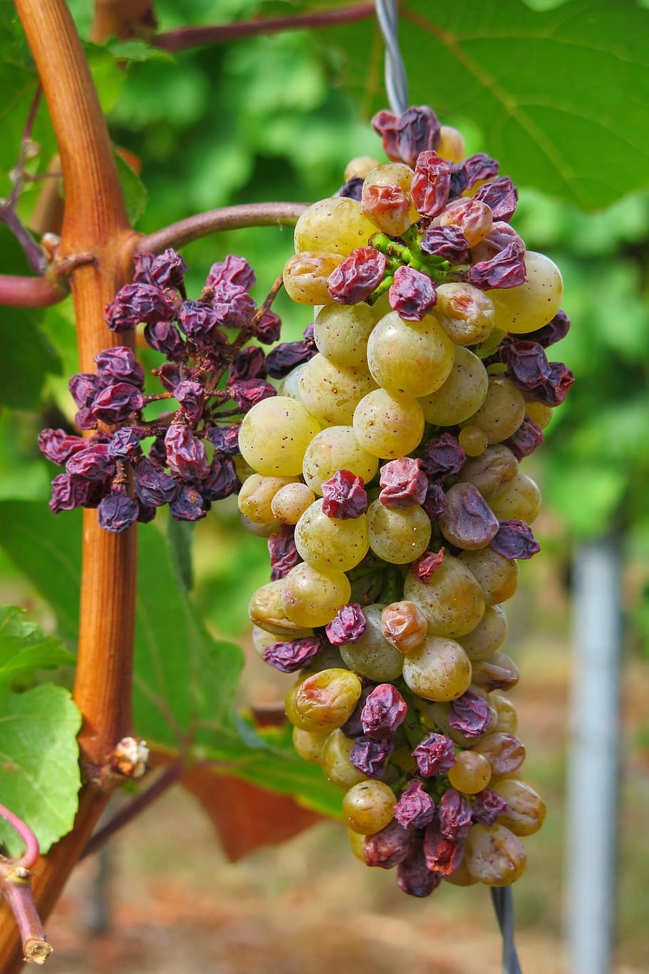 grape, drought, raisin, autumn, fruit, vine, plant, dry, food and drink, healthy eating