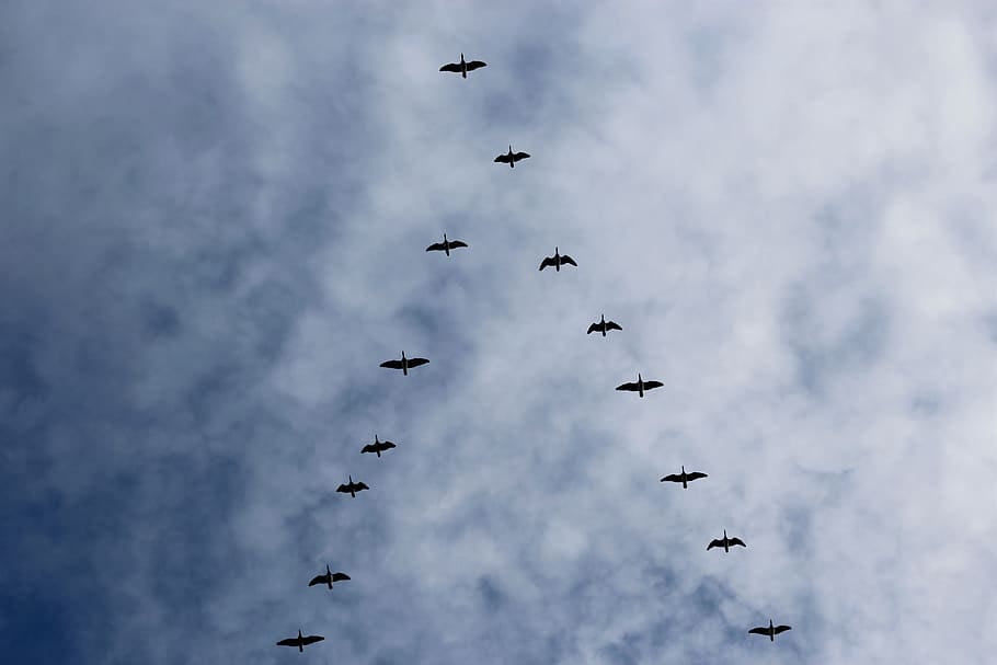 migração de aves, gansos selvagens, ótimo, aves migratórias, azul, viagem, céu, sul, arrasto, nuvens