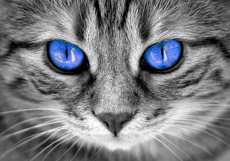 cat, eyes, cat's eyes, face, tiger, mackerel, red cat, sweet, kitten, domestic cat