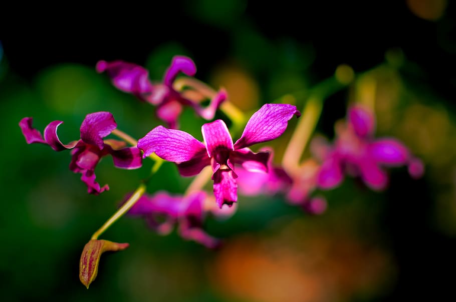 orchids, flaunted, orchid, background, close-up, color, nice, beautiful flowers, natural, plant