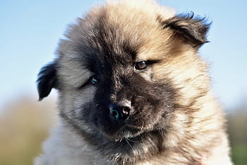 dog-bitch-dog-eurasier-pen-pup-royalty-free-thumbnail.jpg