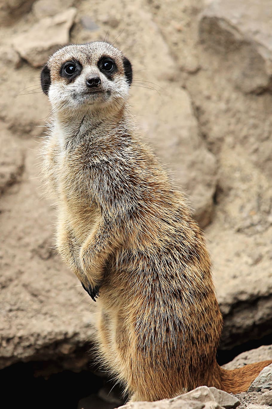 meerkat, cute, animal, mammal, zoo, curious, animal themes, one animal, animal wildlife, animals in the wild