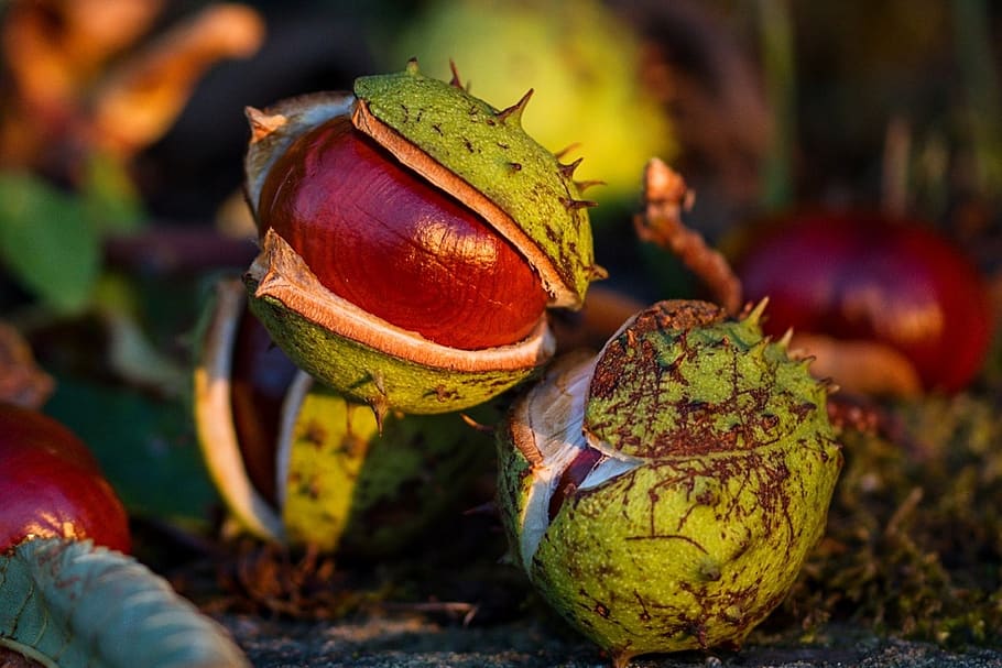 autumn, chestnut, fetus, season, red, nature, food, food and drink, close-up, focus on foreground