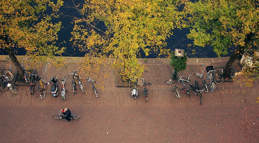 bicicletas, cara, homem, pessoas, ciclista, árvores, folhas, outono, calçada, rua