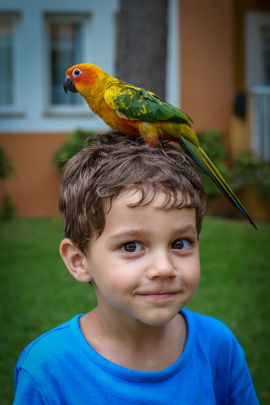 parrot, boy, majorca, birds, child, feathers, nature, wings, nice, discovery