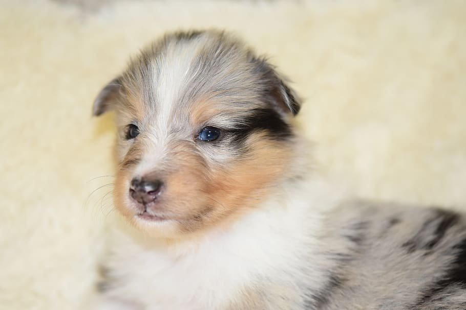 puppy, puppy shetland sheepdog, portrait, animal, soft, female, companion, puppy blue, puppy eyes blue shetland sheepdog, doggie