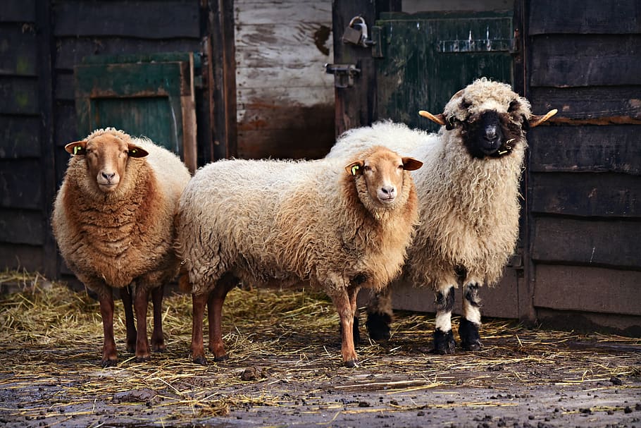 ovejas, animales, mamíferos, lana, rumiantes, incluso dedos de los pies, de pie, mirando, rebaño, estable