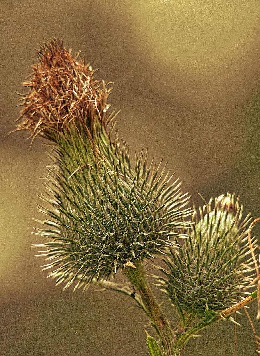 thistle, inflorescence, close up, nature, plant, cirsium, flowering, be incites, creeping thistle, acker thistle