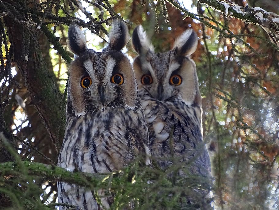 owls, long eared owl, raptor, forest, nature, tree, animal themes, animal, vertebrate, animal wildlife