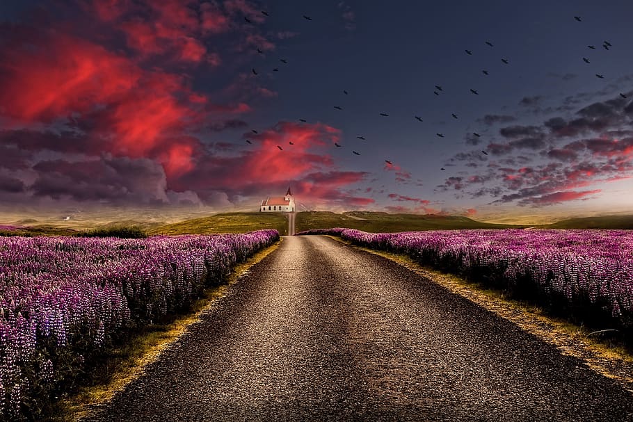 landscape, road, sky, clouds, field, flowers, 4k wallpaper, beauty in nature, scenics - nature, land