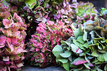 Página 26 | Fotos flor de hortensia libres de regalías | Pxfuel