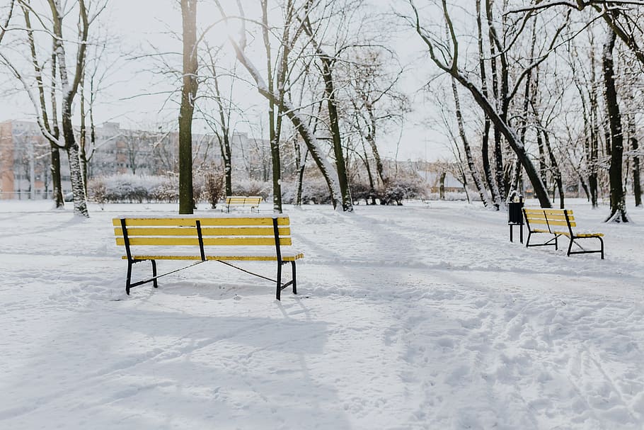 parque invernal, blanco, limpio, al aire libre, árboles, parque, invierno, frío, nieve, nevado