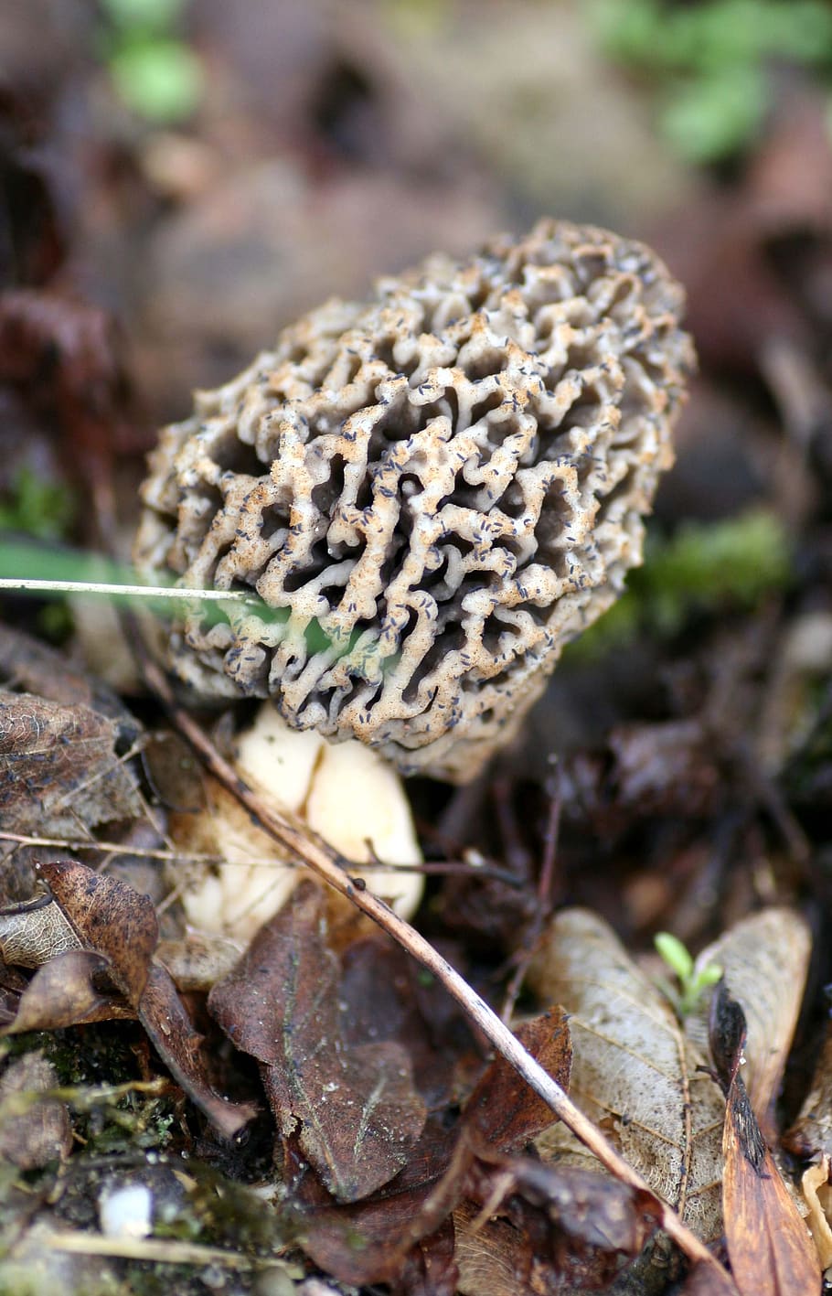 spring, morels, fungus, nature, costs, eat, delicious, eatables, delicacy, close-up