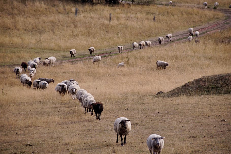 sheep, counting, home, animal, wave, evening, return, farm, series, the crowd