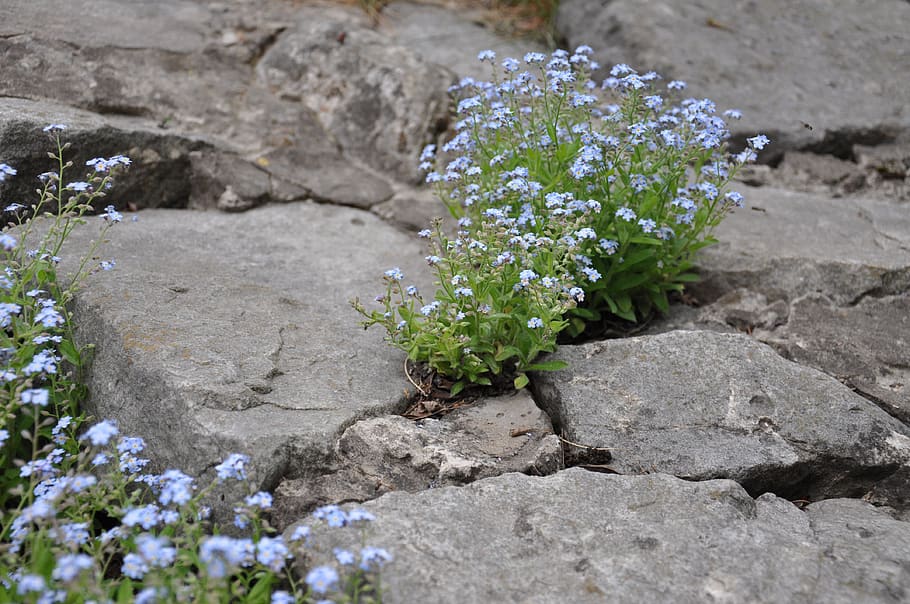 flowers, small flowers, blue flowers, flowers on the stones, stones, power, plant, wild, wild flowers, color