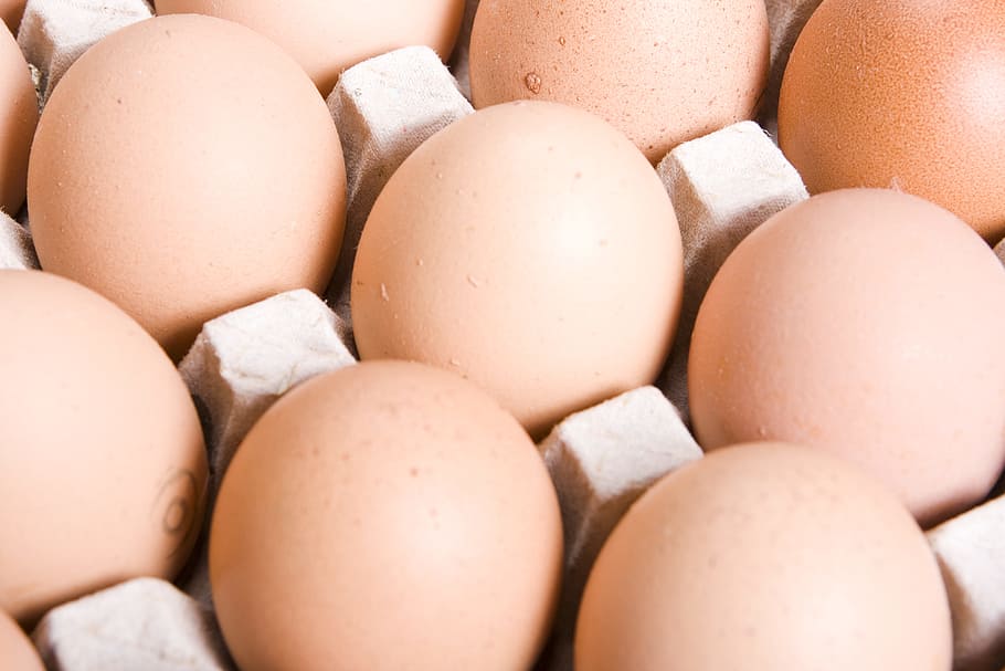 ayam, anak ayam, kolesterol, close-up, konsep, susu, paskah, makan, telur, kulit telur