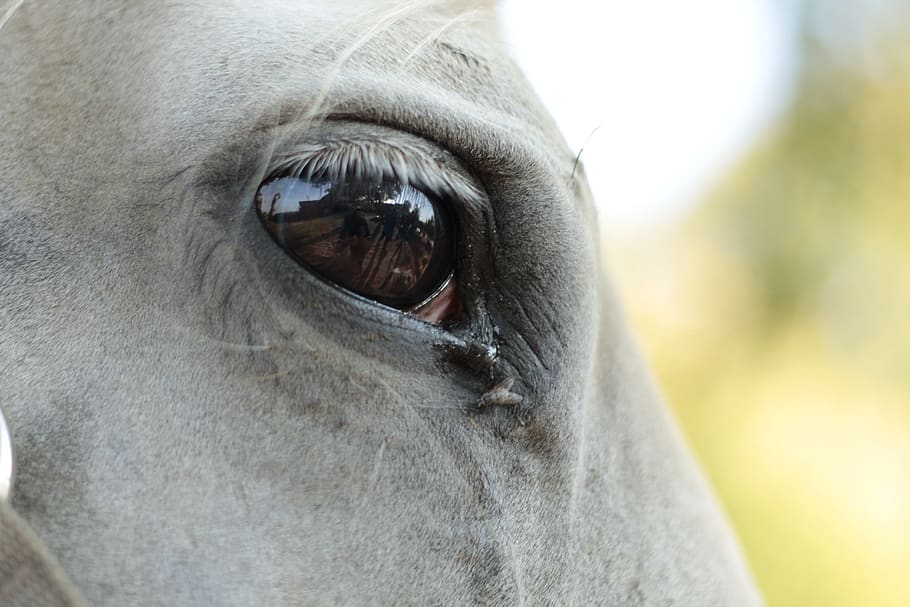 the horse, eye, longing, melancholia, animals, portrait, stallion, horse, the mane, the depth of the eyes