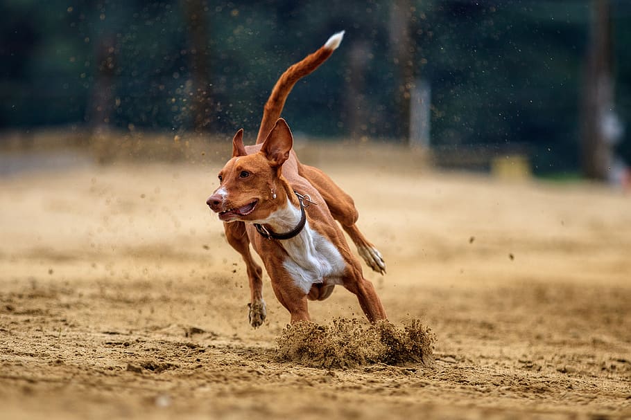 cachorro, corrida de cães, corrida, esporte, corrida de galgos, fotografia de animais, esporte de corrida, pista de corridas, um animal, doméstico