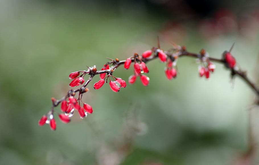 sprig, barberry, red, bush, nature, plants, winter, the environment, plant, growth