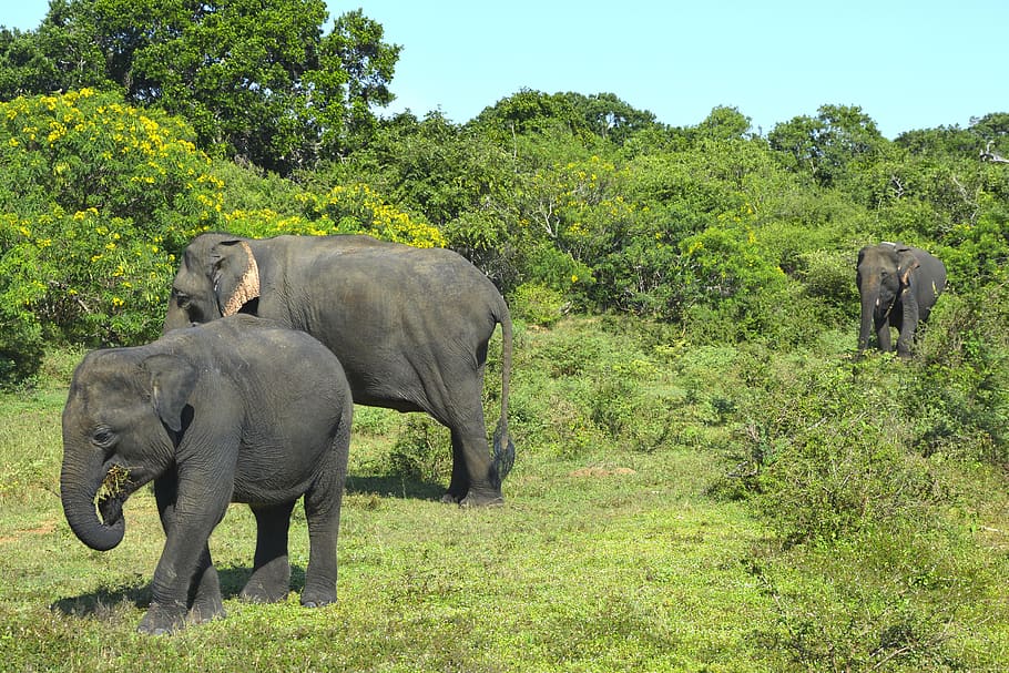elefantes, animais, natureza, safari, ásia, paisagem, bebê elefante, sri lanka, viagem, planta