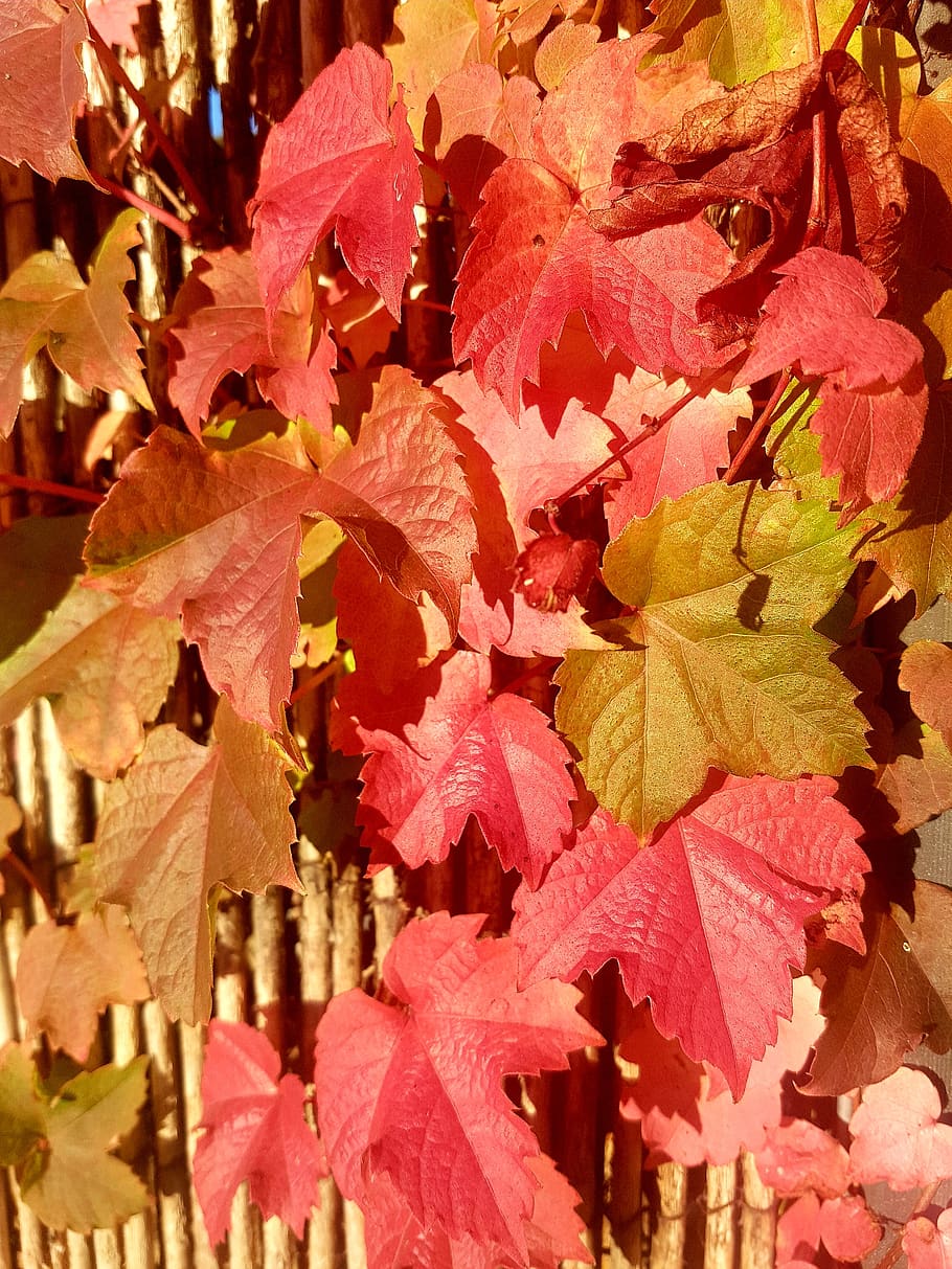 Muurplant Wall Plants Red Leaves Red Leafs Plant Part Leaf