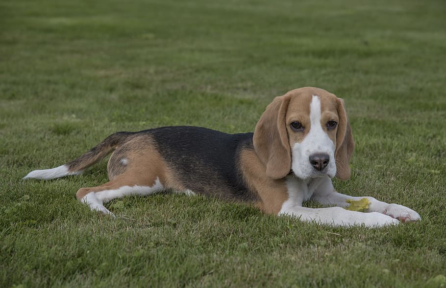 beagle, dog, pet, animal, cute, young, happy, pets, canine, animal themes
