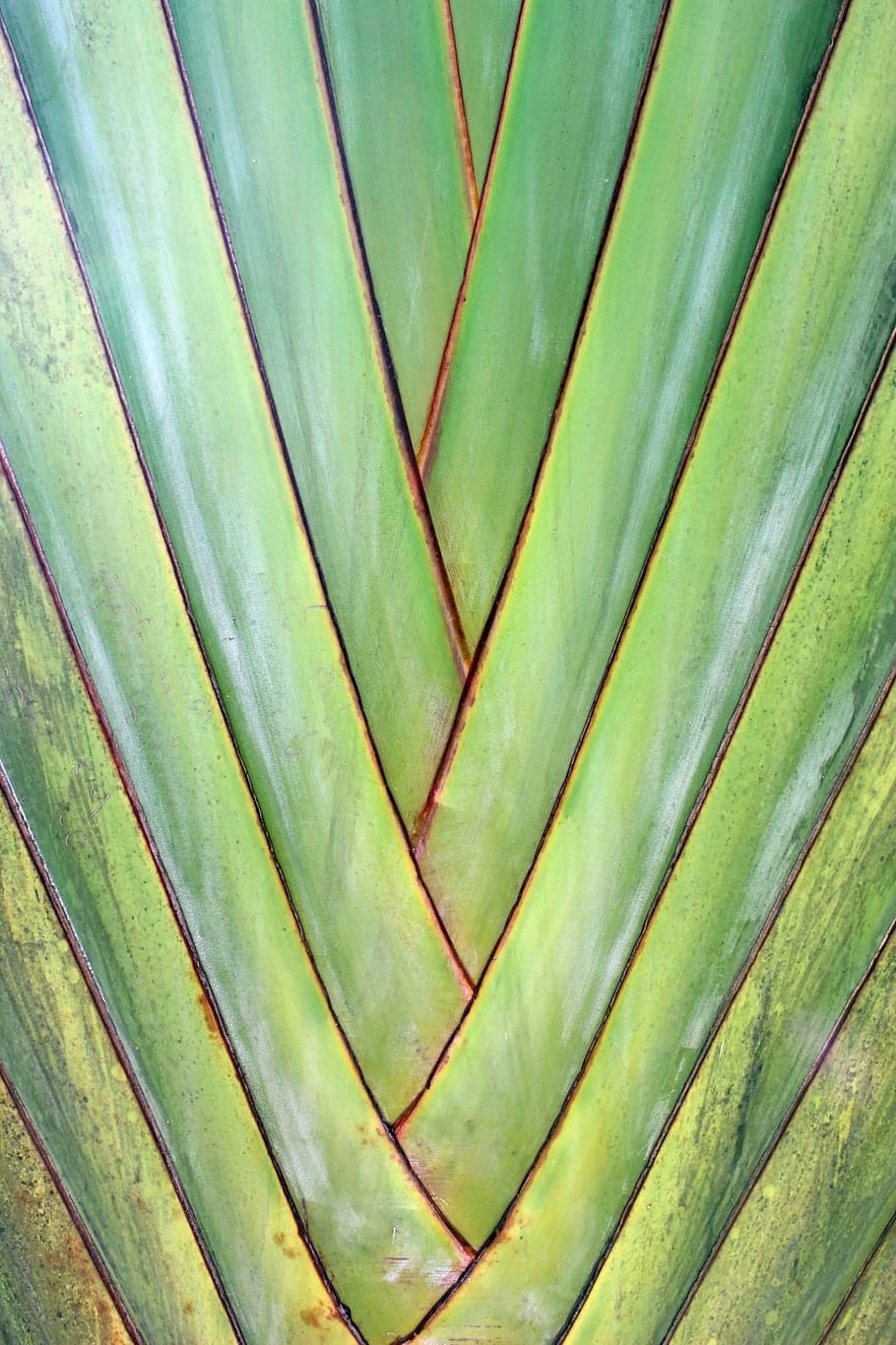 verde, tropical, palmeira, diagonal, padrão de fundo, fundo, textura, linhas, linear, teturado