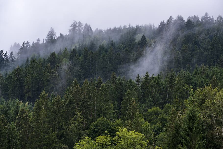 forest, trees, fog, haze, evaporation, mountains, landscape, nature, tree, plant
