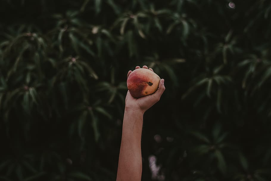 arms, black, fruits, green, hands, leaves, mango, pink, one person, food
