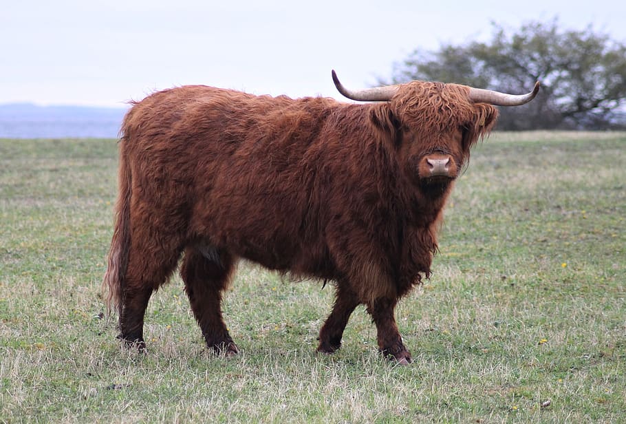 ko, cow, bull, highland cattle, gotland, highland cow, mammal, animal themes, animal, livestock