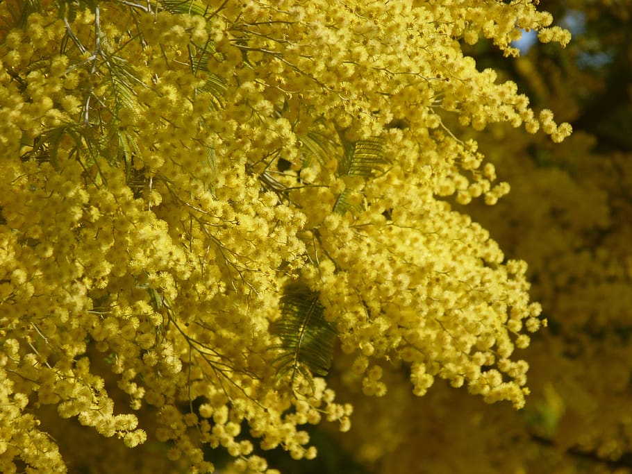 mimosa, flower, yellow, nature, spring, tree, garden, italy, flowering plant, vulnerability