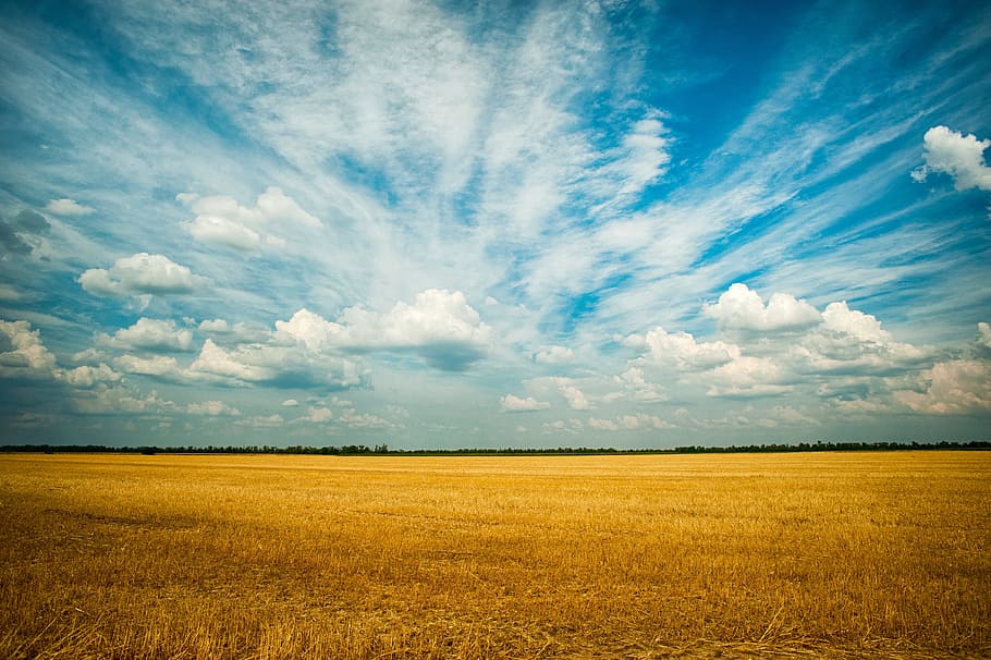 belo, fam, céu, azul, nuvens, dramático, trigo, culturas, paisagem, raia