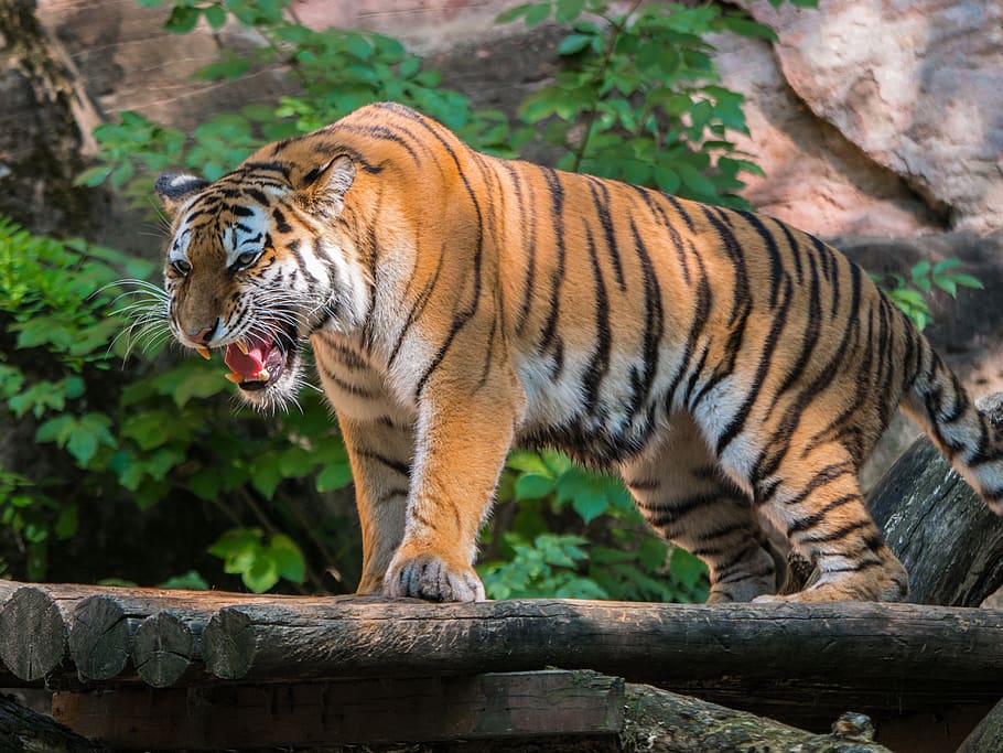 tiger, predator, big cat, roar, animal, feline, animal themes, mammal, one animal, animal wildlife