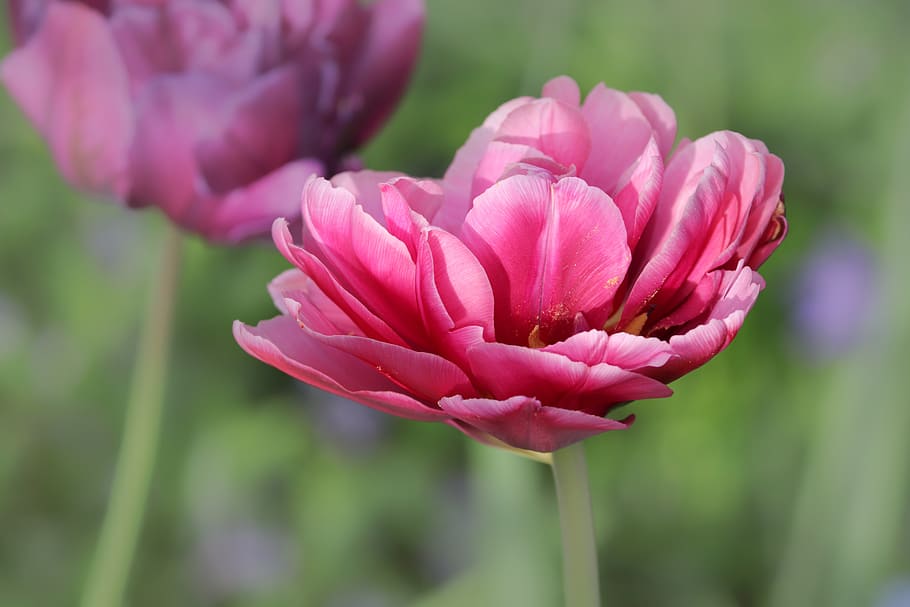 tulip, tulipa, schnittblume, bloom, breeding tulip, violet, ornamental flower, floral greeting, close up, frühlingsanfang