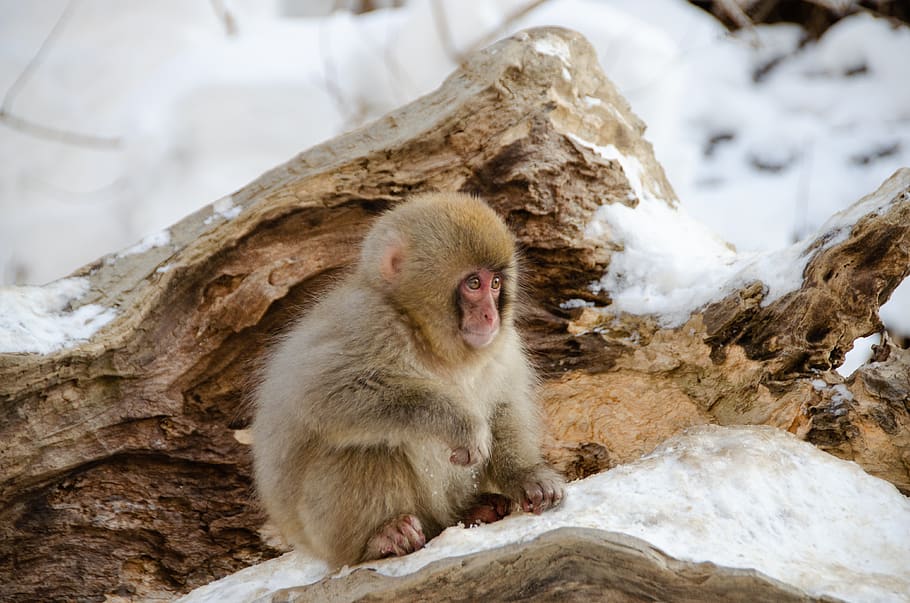 snow monkey, japanese macaque, baby, japan, winter, wildlife, primate, snow, jigokudani snow monkey park, animal themes