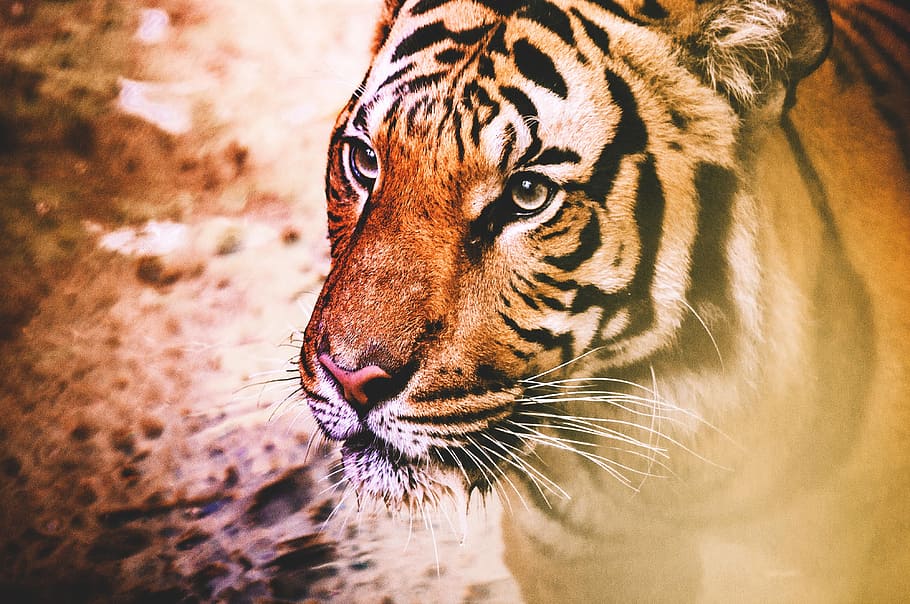 tiger, animalsNature, cat, cats, wild, wildlife, animal themes, animal, animal wildlife, animals in the wild