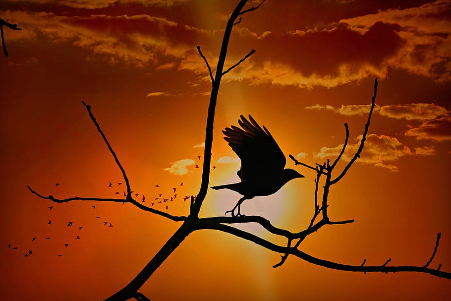 cuervo, pájaro, corvidae, fauna, ala, vuelo, árbol, rama, puesta de sol, cielo