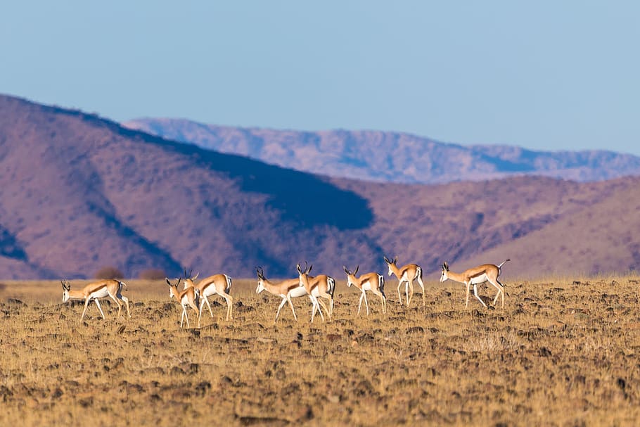 springbok, springbok herd, flock, desert, namibia, mountains, hill, nature, animal world, mammal