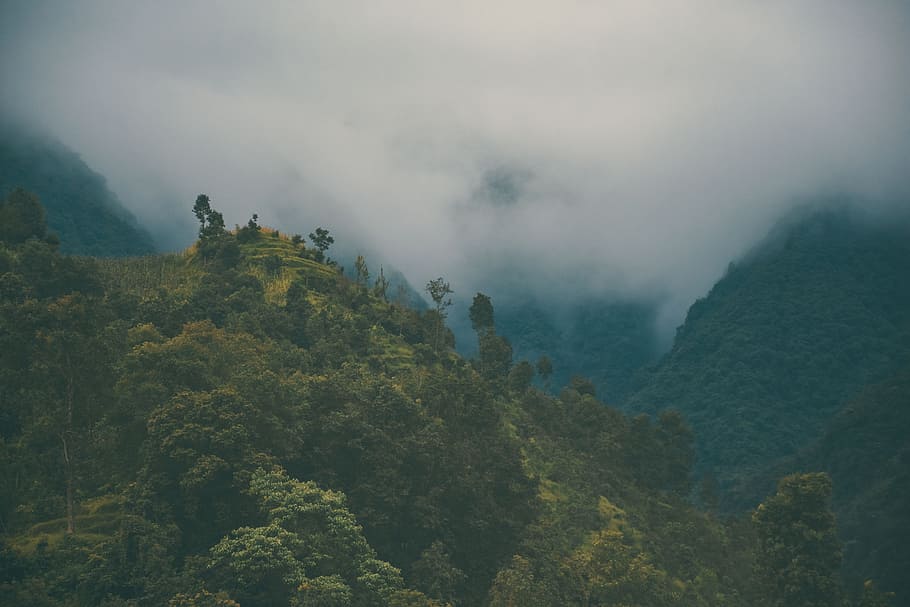 mountain, trees, plant, nature, highland, landscape, fog, beauty in nature, scenics - nature, leisure activity