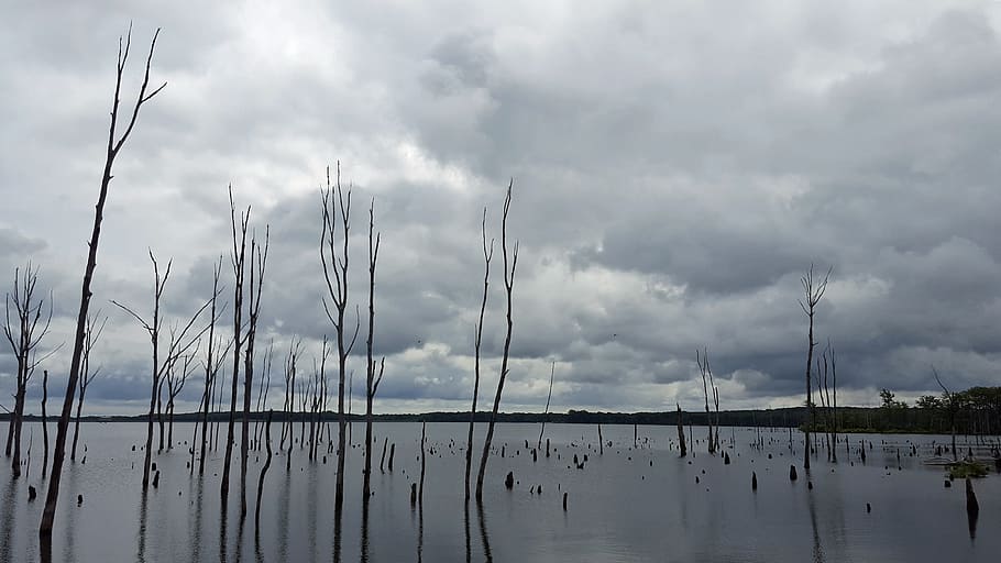 dead, trees, flooded, water, stand, stormy, skies, manasquan reservoir, howell, new