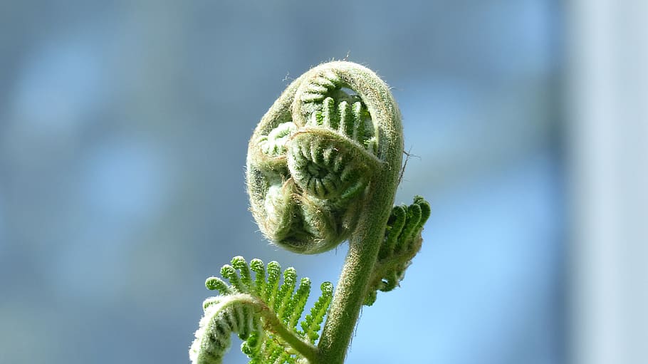 growth, nature, fiddlehead, plant, unfold, vessel sporenpflanze, roll out, green, close up, green color