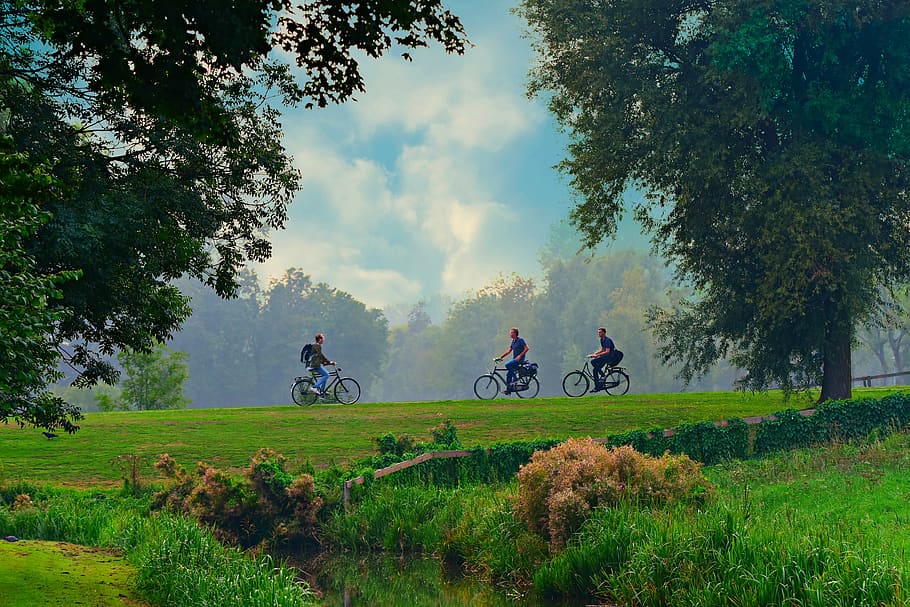 cyclist, bicycle, people, road, destination, on the move, field, tree, landscape, plant