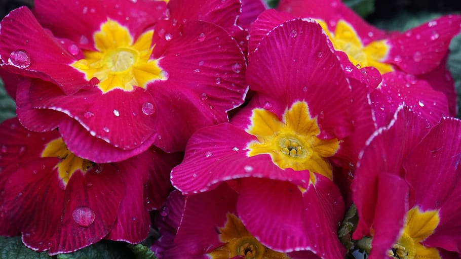primroses, spring flowers, drop of water, wet, moist, flowers, blütenzauber, spring, close up, pink