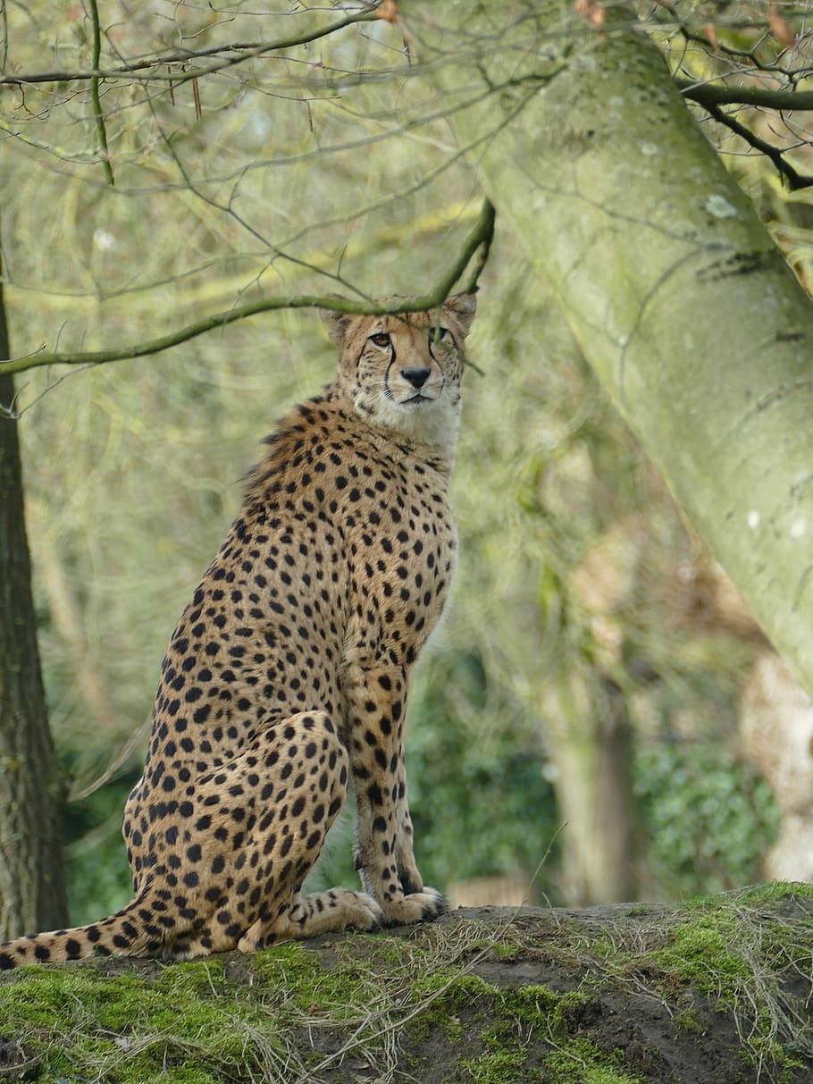 cheetah, wild, nature, safari, predator, animal world, hunt, wilderness, fauna, animals