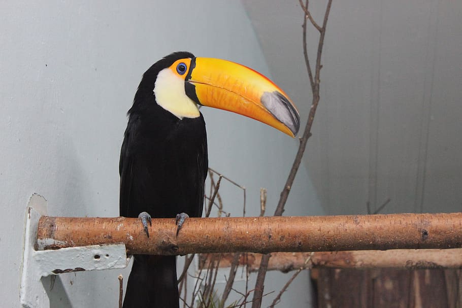 toucan, bird, animals, nature, exotic, tropical, wild, color, beak, pen